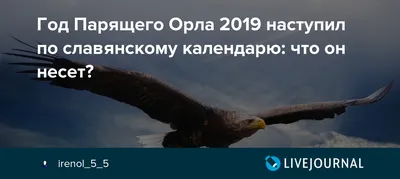 Свинья или парящий орел: чего ждать от символов Нового года-2019 - KP.RU
