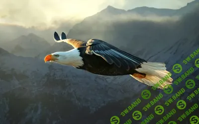белоголовый орлан летит через лес с грозовым грозовым небом, картинка парящего  орла, птица, орел фон картинки и Фото для бесплатной загрузки