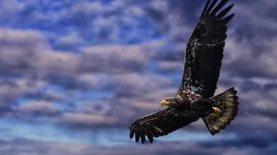 белоголовый орлан летит над заснеженными горами, картинка летящего орла,  орел, птица фон картинки и Фото для бесплатной загрузки