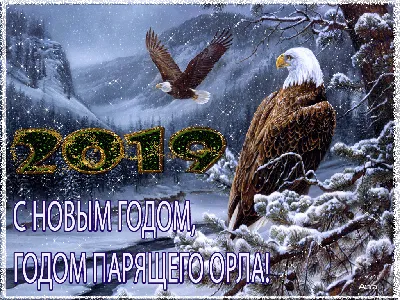 Символ 2019 года по староруСкаму календарю — парящий орел | Блог НИЦ  Глобальных коммуникаций | КОНТ