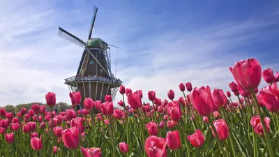 Картинки голландия, поле, мельница, тюльпаны, Нидерланды - обои 1920x1080,  картинка №32811
