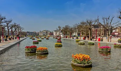Обои на рабочий стол Оригинальные круглые клумбы цветов на воде канала в  городе Амстердам, Голландия, обои для рабочего стола, скачать обои, обои  бесплатно