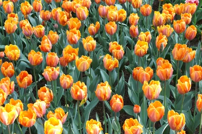 Фотообои Поле тюльпанов в Голландии купить на стену • Эко Обои