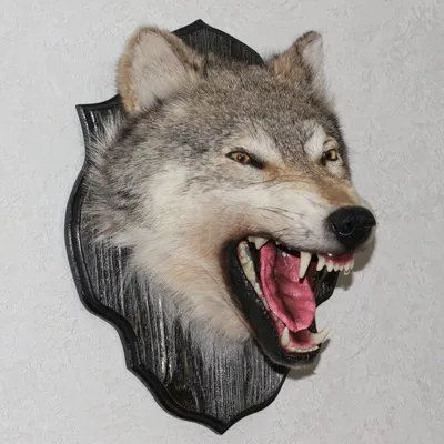 Голова волка
