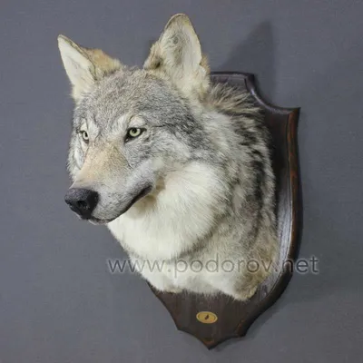 🐺 Купить голову волка на стену: 40 000 руб, цена в Москве -  интернет-магазин Дикоед