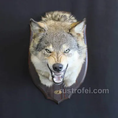 Голова волка, трайбл, красный, чё…» — создано в Шедевруме