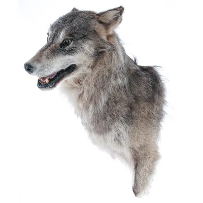 Голова Волка Голову — стоковая векторная графика и другие изображения на  тему Волк - Волк, Голова животного, Татуировка - iStock