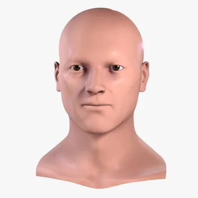 Голова человека 3D Модель $39 - .c4d .max .fbx .obj .ma - Free3D