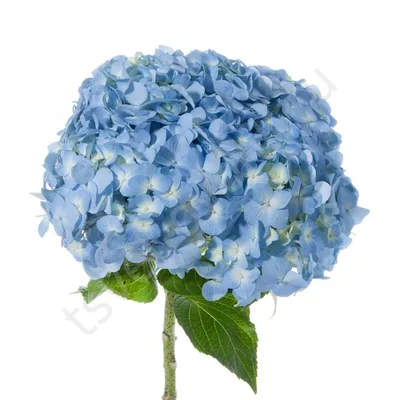 Гвоздика голубая Блю Молли | купить недорого | доставка по Москве и области