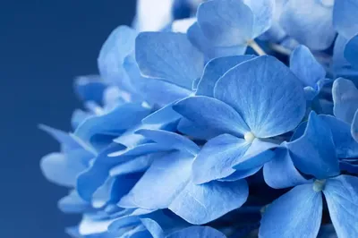 Молиния голубая (Molinia caerulea `Heidebraut`) - Молиния голубая - Злаки -  Многолетники - Каталог - LESKOVO-PITOMNIK.ru