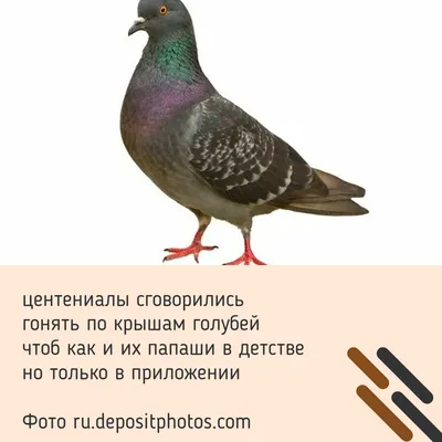 Мягкий реалистичный голубь 20016 20001 19722 19721 купить в интернет  магазине Friend Function