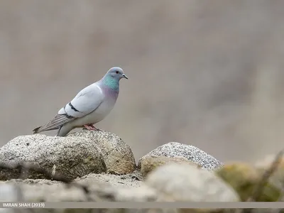 В Англии обнаружили голубей больных вертячкой и там это почему-то сенсация  | Пикабу
