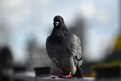 Чем подкормить голубей зимой | Улитка Марта - понятная биология | Дзен