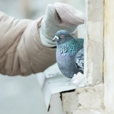 Уральские орнитологи рассказали, чем кормить голубей | Уральский меридиан