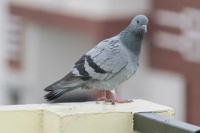 Заводчик птиц показал голубя \"без головы\" и шокировал соцсети. Видео
