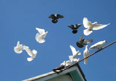 Поближе на голубе. Многие голубей летит на задний план. Стоковое  Изображение - изображение насчитывающей биографической, одно: 177003611