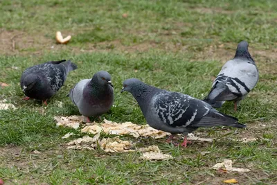 Почему лучше избегать городских голубей | Ветеринария и жизнь