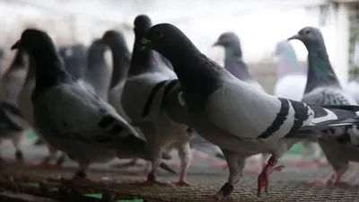 Ученые поразились уму голубей | Ветеринария и жизнь
