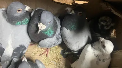 Птицы в городе: чем кормить голубей и уток - Инде