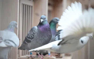Крылатый шпион: как используют голубей в сражениях и разведке — 01.09.2021  — В мире, Lifestyle на РЕН ТВ