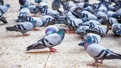Видео: вот как отдалить голубей от своей квартиры
