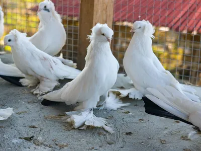 Любовь и голуби: как сухумчанин Роланд Гамгия стал разводить птиц -  05.02.2023, Sputnik Абхазия