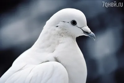 Картина \"Воркующие голуби\". Белые голуби, картина с голубями купить в  интернет-магазине Ярмарка Мастеров по цене 2400 ₽ – NUHSIBY | Картины,  Самара - доставка по России