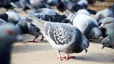 Чем крымские голуби отличаются от голубей материка РФ (попробую вас  удивить) | Заметки зооработника | Дзен