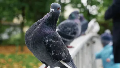Почему вымерли гигантские голуби? Зоологи выяснили - 24.07.2020, Sputnik  Армения