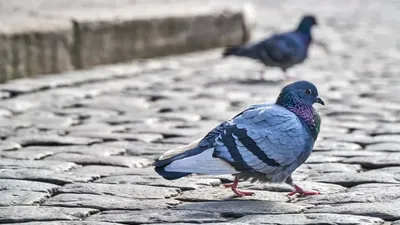 Почему городские голуби не сидят на деревьях? | Иван Смирнов | Дзен