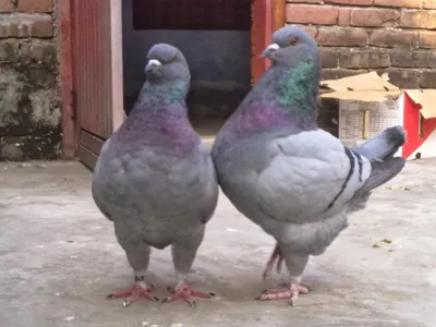 Много силуэтов голубей в разных ракурсах - голуби сидят, летят, общаются,  взлетают. Возможно использование в библейских темах Stock Vector | Adobe  Stock