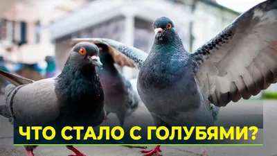 Породы голубей: фотографии и названия | Все о голубях от А до Я | Дзен