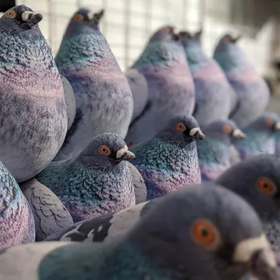 Самый дорогой в мире голубь - Сколько стоят бельгийские голуби для гонок -  фото, видео — УНИАН