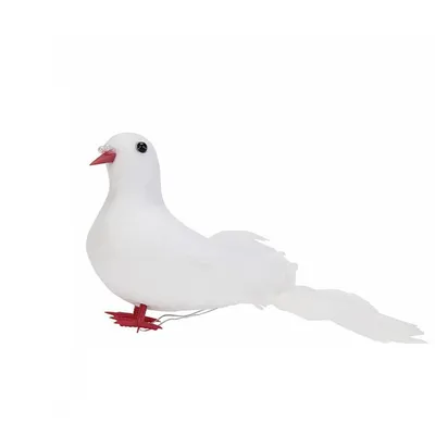 Портрет Pigeonhoming голубя рас голубя или внутреннего голубя Messenger.  Стоковое Изображение - изображение насчитывающей ангстрома, смотреть:  181260573
