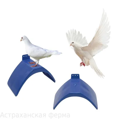 Чучело голубя для охоты (сминаемое, 3 шт.) - купить с доставкой по выгодным  ценам в интернет-магазине OZON (1154503908)