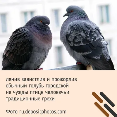 Молодая тамбовчанка, жестоко убившая голубя, может предстать перед судом |  ИА “ОнлайнТамбов.ру”