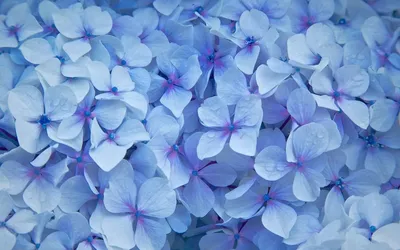 Обои на рабочий стол Голубые цветы гортензии в капельках росы, обои для  рабочего стола, скачать обои, обои бесплатно