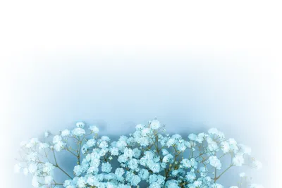 Голубые обои с белым цветочным принтом florado #7181004, 400х280см - купить  по выгодной цене в интернет-магазине OZON (795173274)