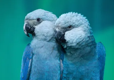Голубые ара, вымершие в дикой природе более 20 лет назад, возвращаются в  бразильские леса — The Village Казахстан