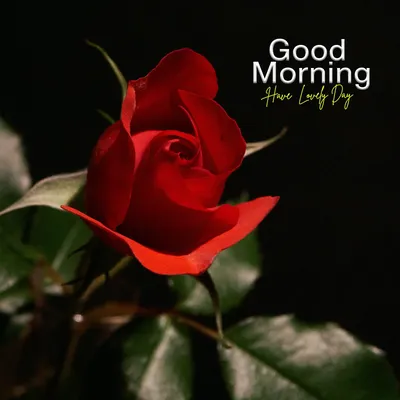 130+ Beautiful Good Morning Flower Images | HD Pics - MorningLif