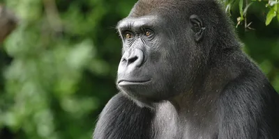 Mountain gorilla facts and photos