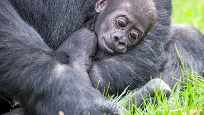 Gorilla guide: where they live, diet, and conservation - Discover Wildlife