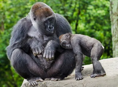 Mountain Gorilla | African Wildlife Foundation