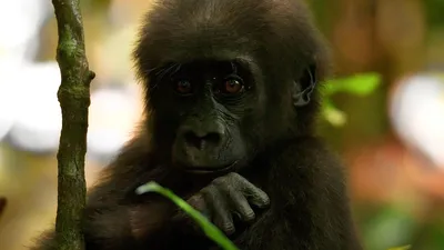 Mountain Gorilla | Gorillas | WWF