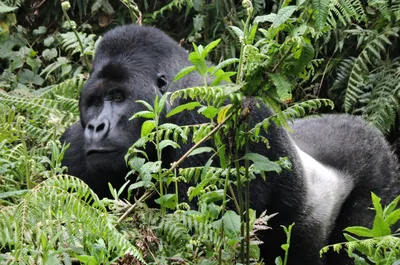 World Gorilla Day: Supporting the guardians of the forest • Earth.com