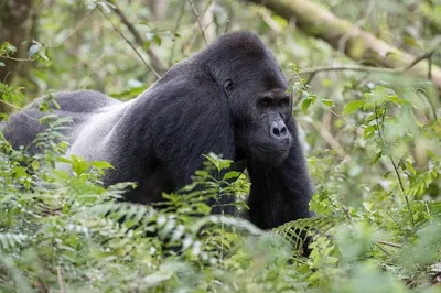 A mountain gorilla, famous for a selfie, has died in her caretaker's arms :  NPR