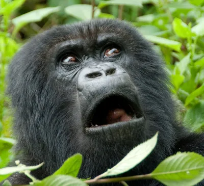 Наклейка на авто обезьяна горилла животное рисованное прикол примат -  купить по выгодным ценам в интернет-магазине OZON (709360999)