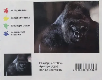 Gorilla на белом фоне 3d иллюстрация Иллюстрация штока - иллюстрации  насчитывающей любимчик, млекопитающее: 219677396