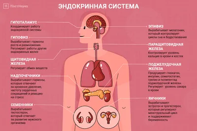 Как поднять себе настроение. Гормоны счастья. | ili4 k | Дзен