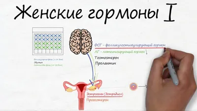 Анализ на ТТГ【тиреотропный гормон】- расшифровка и нормы